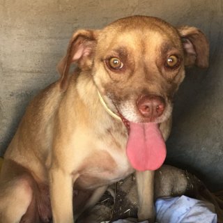 Sara: adopted, dog - Mestizo, female