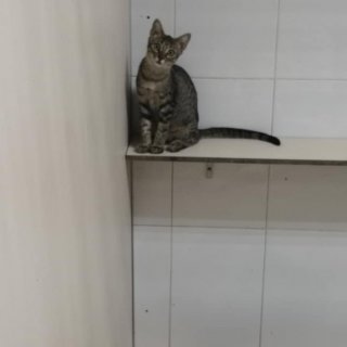 Kissa: for-adoption, cat - Común europeo, female