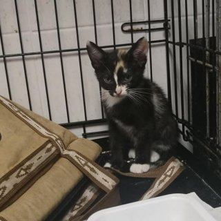 Saru: for-adoption, cat - Común europeo, female