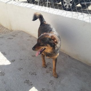 Lázaro: for-adoption, dog - ., Male