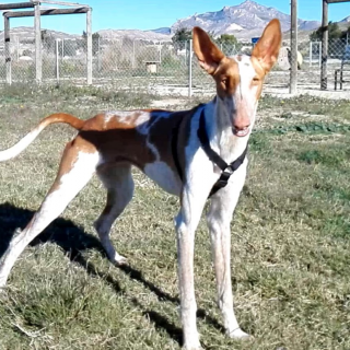 Azahara: for-adoption, dog - Ibizan Podenco, Female