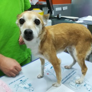Maisy: for-adoption, dog - chihuahua mix, Female