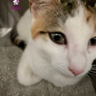Ailana: for-adoption, cat - Europeo, Female