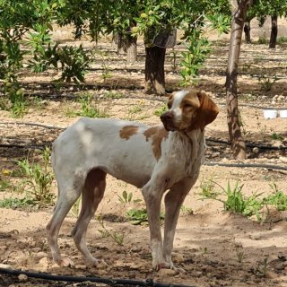 Alma: adopted, dog - , female
