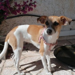 Anna (ahora Kira): adopted, dog - , female