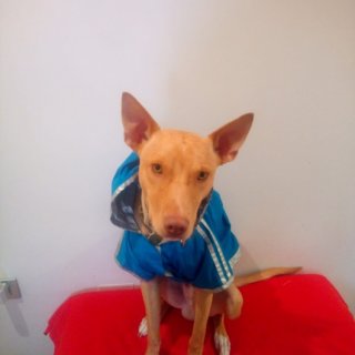 Atos: adopted, dog - , male