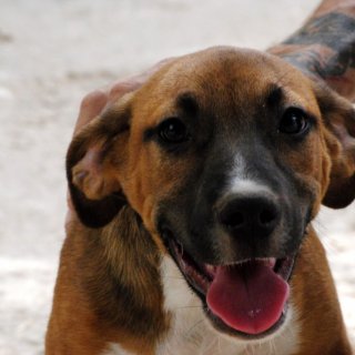 Cheetos: adopted, dog - , male