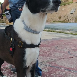 Curro: adopted, dog - , male