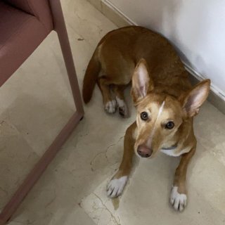 Gorda (ahora Chloe): adopted, dog - , female