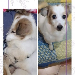 Kala: adopted, dog - , female