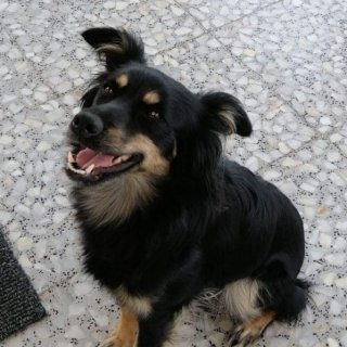 Oli (ahora Laia): reserved, dog - , Female