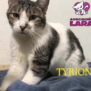 Tyrion: for-adoption, cat - Europeo, male