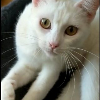 Tika: for-adoption, cat - Europeo, Female