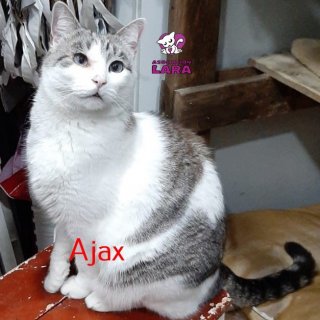Ajax: for-adoption, dog - , male