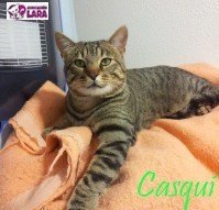 Casqui: for-adoption, dog - , male