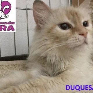 Duquesa: adopted, dog - , female