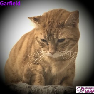 Garfield: adopted, dog - , male