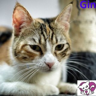 Ginebra: adopted, dog - , female