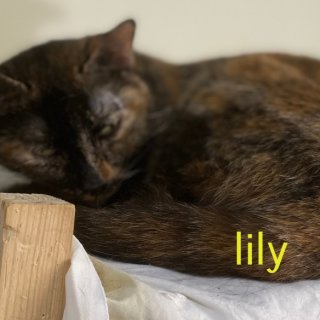 Lily: for-adoption, dog - , female