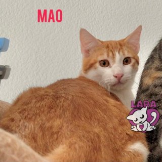 Mao: for-adoption, dog - , female