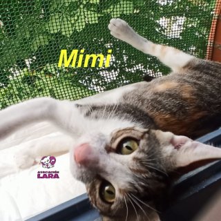 Mimi: for-adoption, dog - , female