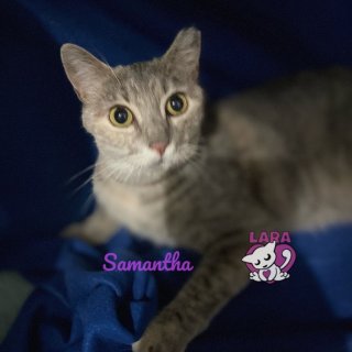 Samantha: for-adoption, dog - , female