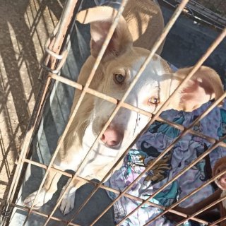 Raluco (Busca acogida): for-adoption, dog - , male